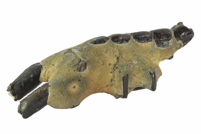 Fossil Mud Lobster (Thalassina) - Australia #95777